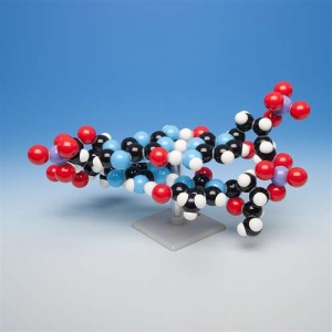 Molymod DNA - 2 Layer