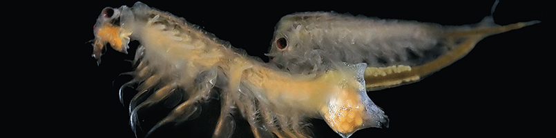 Biological Specimens - Live Arthropoda