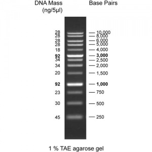 1Kbp DNA ladder, 250-10Kb