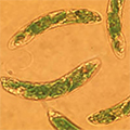 Protozoa - Live - Euglena Gracilis