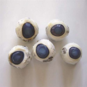 Preserved Specimen - Sheep Eyes