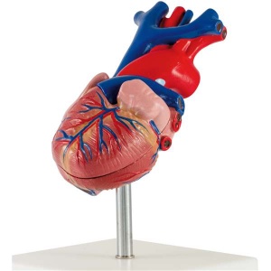 Heart Model - Basic