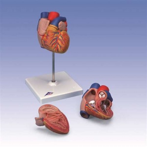 Heart Model - Standard
