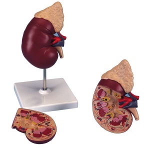 Kidney Model - Basic