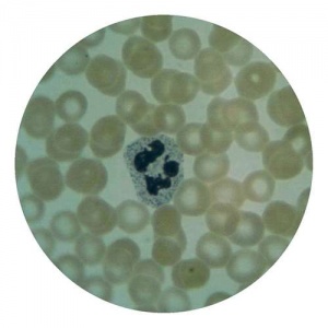 Human Blood Smear, Unstained - Slide