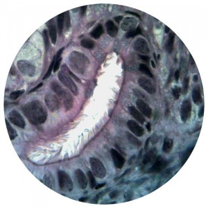 Ciliated Epithelium, TS Oviduct, - Slide