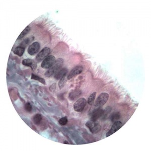 Pseudostratified Ciliated Columnar Epithelium, TS Trachea or Bronchus - Slide