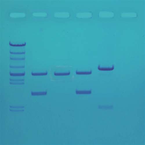 DNA Fingerprinting Made Simple
