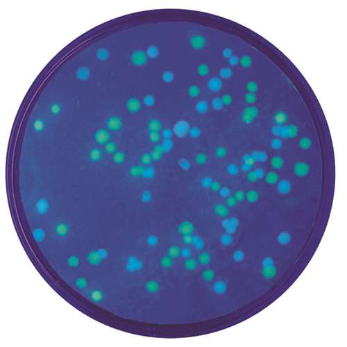 Green & Blue Fluorescent Proteins