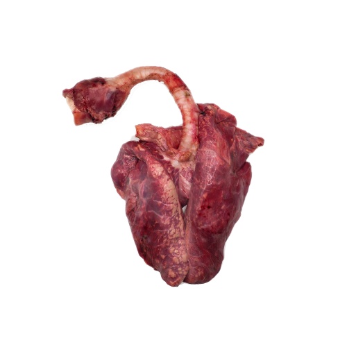 Fresh Frozen Mammal Lungs with Trachea & Larynx