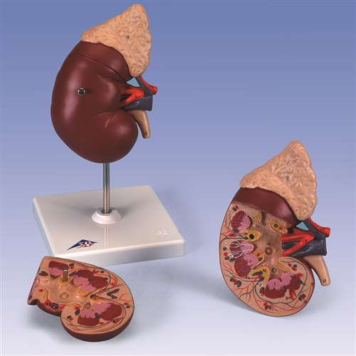 Kidney Model - Standard