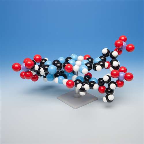 Molymod® DNA - 2 Layer