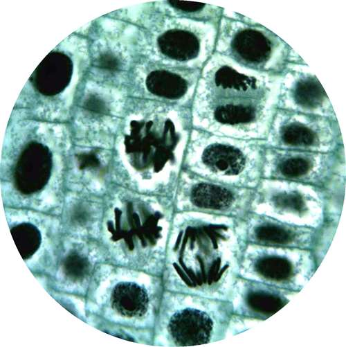 Allium (Onion), Root Tip showing all Mitosis Stages